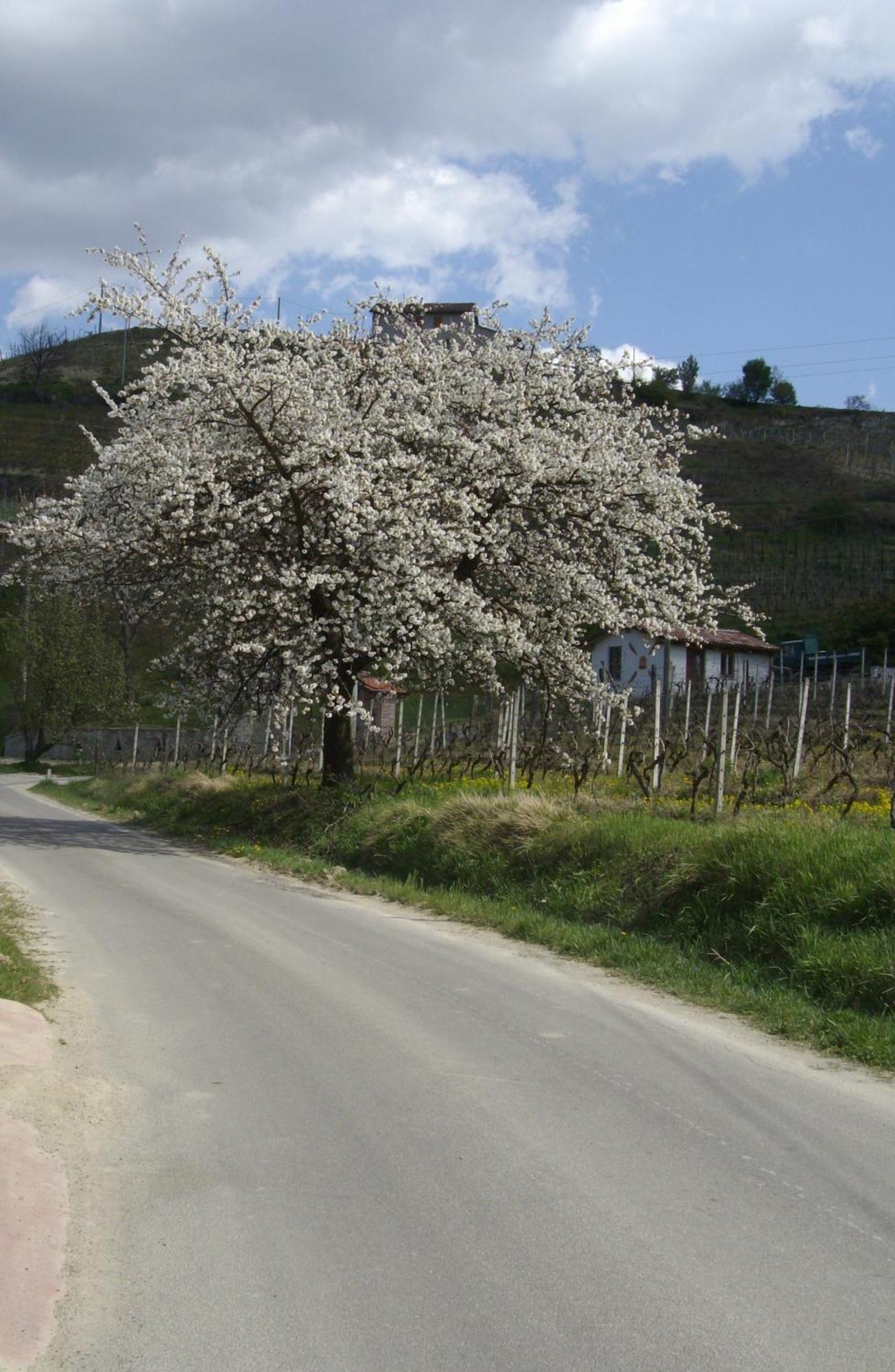 Vila La Martinella Canelli Exteriér fotografie